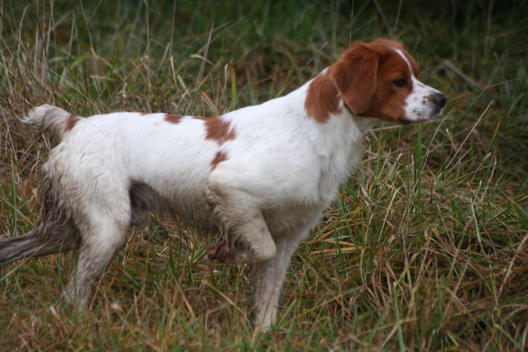 Epagneul Breton