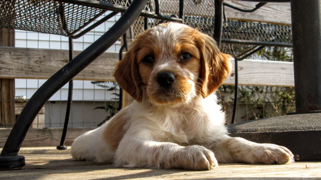 Lefty Leroux de Harrellyn
