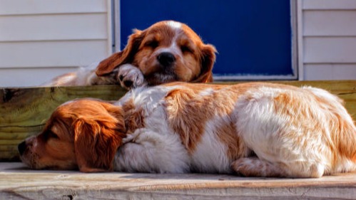 French Brittany Puppies